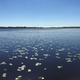 Illustration for article titled Scenes from Myakka River State Park